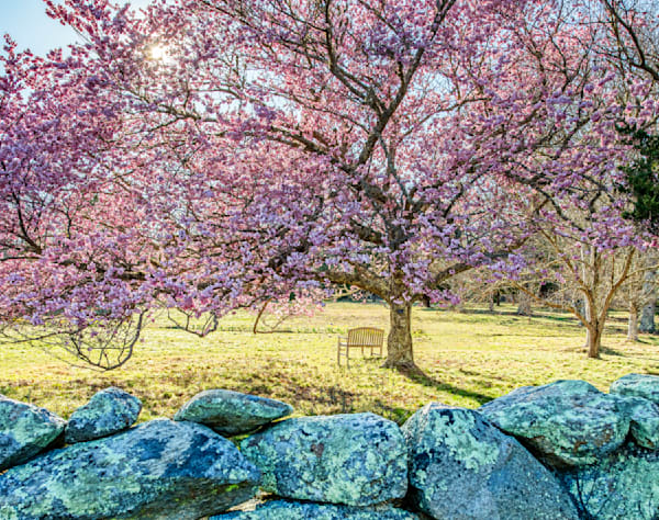 Polly Hill Arboretum Spring 2024 Art | Michael Blanchard Inspirational Photography - Crossroads Gallery
