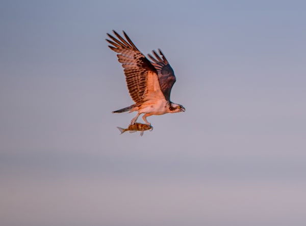 Vineyard Haven Osprey Fish Art | Michael Blanchard Inspirational Photography - Crossroads Gallery