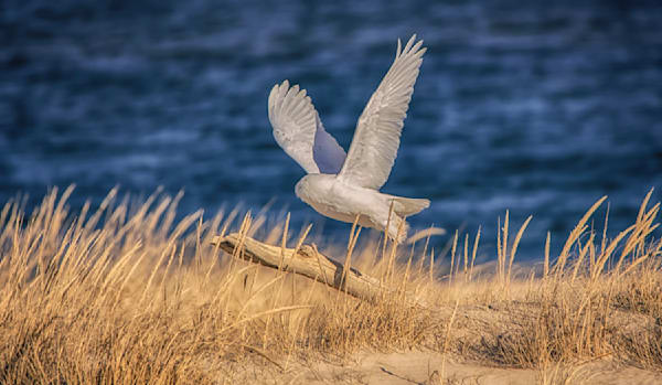 Wasque Snowy Owl Art | Michael Blanchard Inspirational Photography - Crossroads Gallery