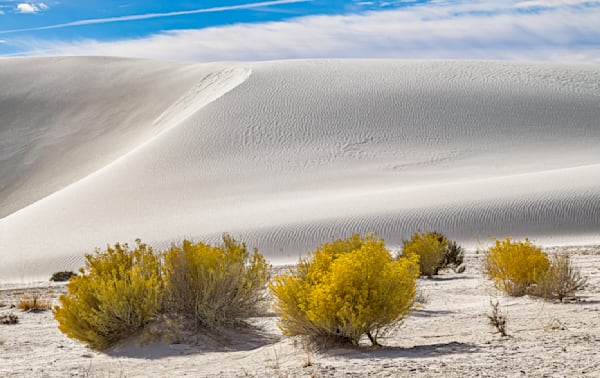 White Sands Shrubs Art | Michael Blanchard Inspirational Photography - Crossroads Gallery