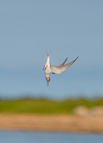 Tern Dive Art | Michael Blanchard Inspirational Photography - Crossroads Gallery