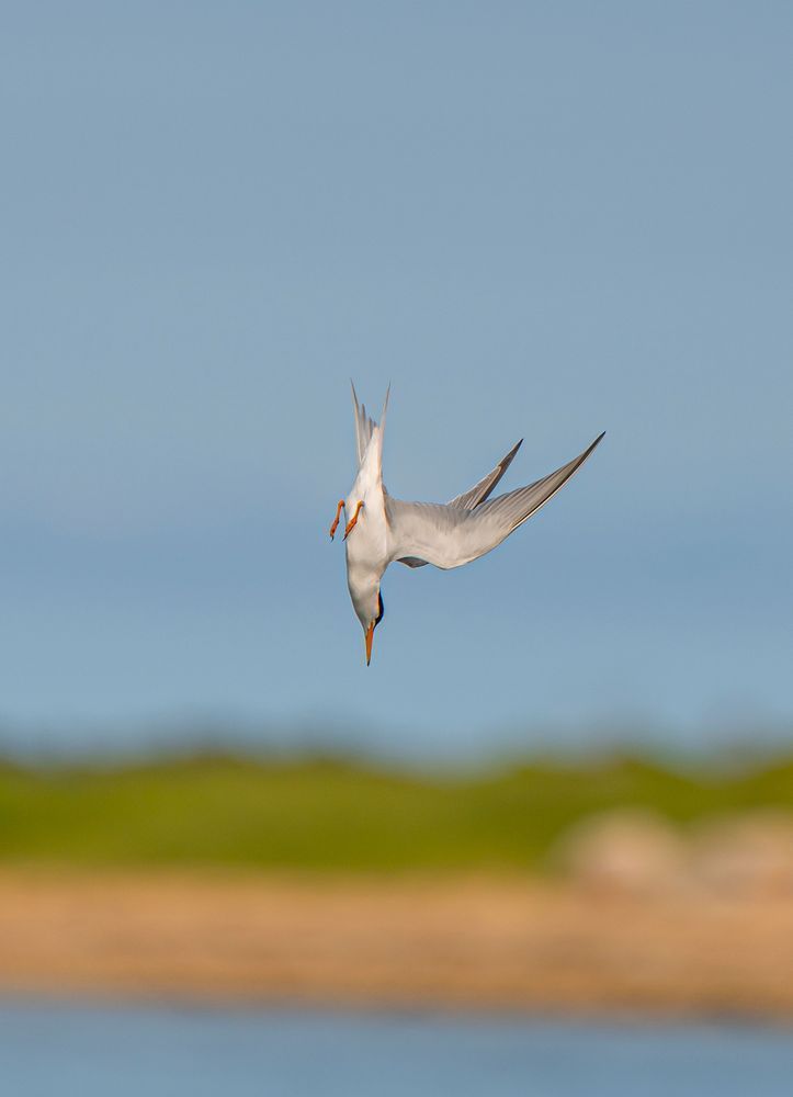 Tern Dive Art | Michael Blanchard Inspirational Photography - Crossroads Gallery