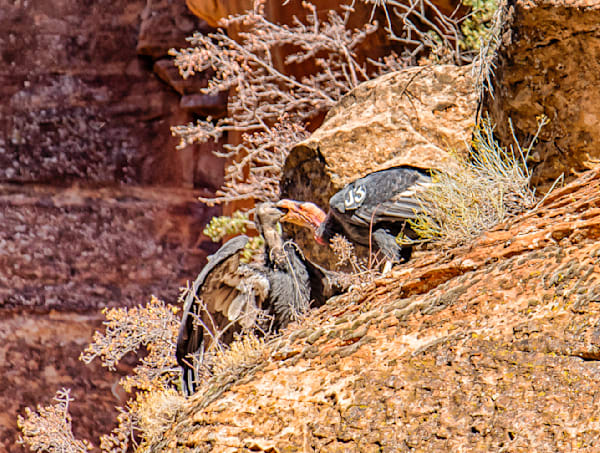 Zion California Condor 3 Art | Michael Blanchard Inspirational Photography - Crossroads Gallery