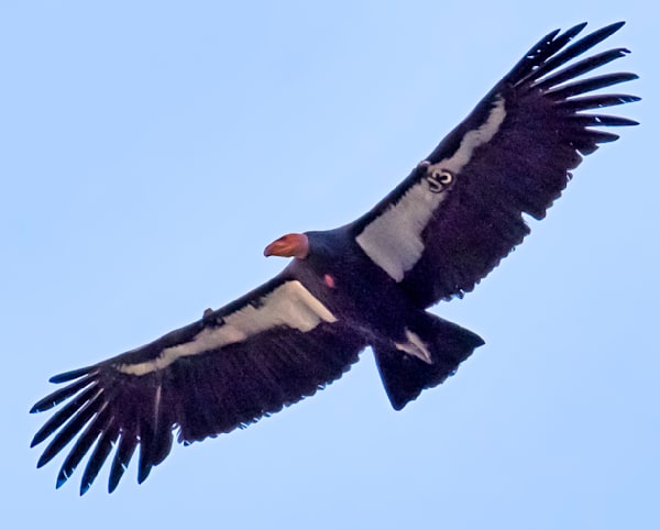 Zion California Condor 1 Art | Michael Blanchard Inspirational Photography - Crossroads Gallery
