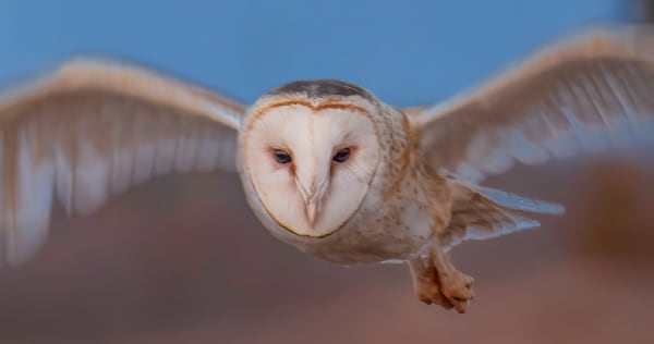 Katama Barn Owl Closeup Art | Michael Blanchard Inspirational Photography - Crossroads Gallery