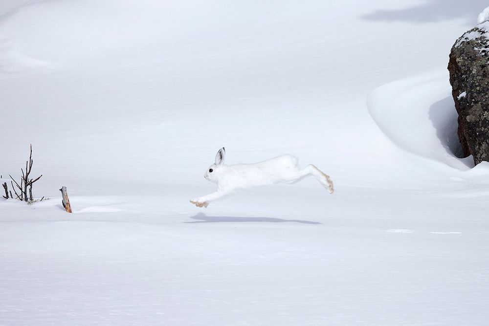 Snowshoe hare bounding across deep snow with visible track pattern showing bounding gait — Naturepedia by Robbie George