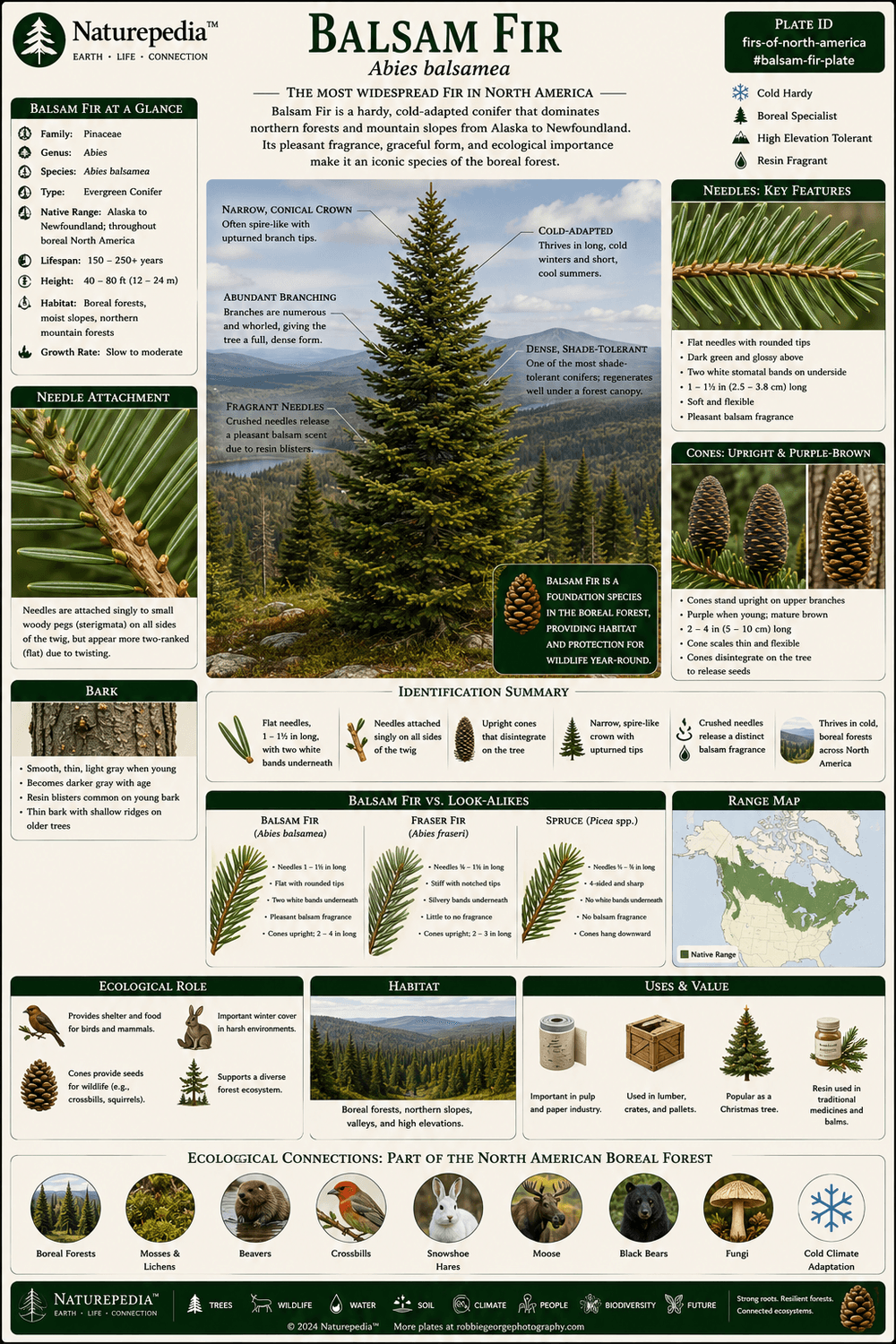 Balsam Fir Plate showing Abies balsamea, boreal forests, northern wildlife habitat, cold adaptation, evergreen structure, and North American fir ecology by Robbie George