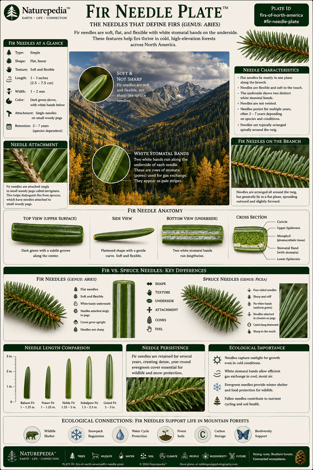 Fir Needle Plate showing flat needles, white stomatal bands, soft texture, evergreen adaptation, cold tolerance, and fir needle identification traits by Robbie George