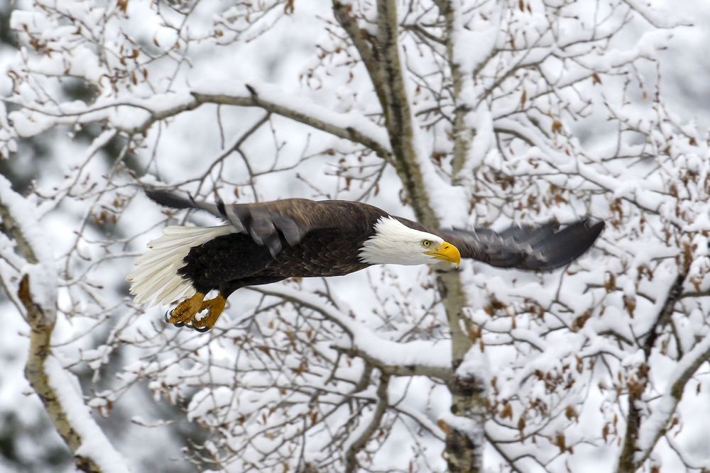 Bald Eagle flying through a snowy forest landscape photographed by Robbie George