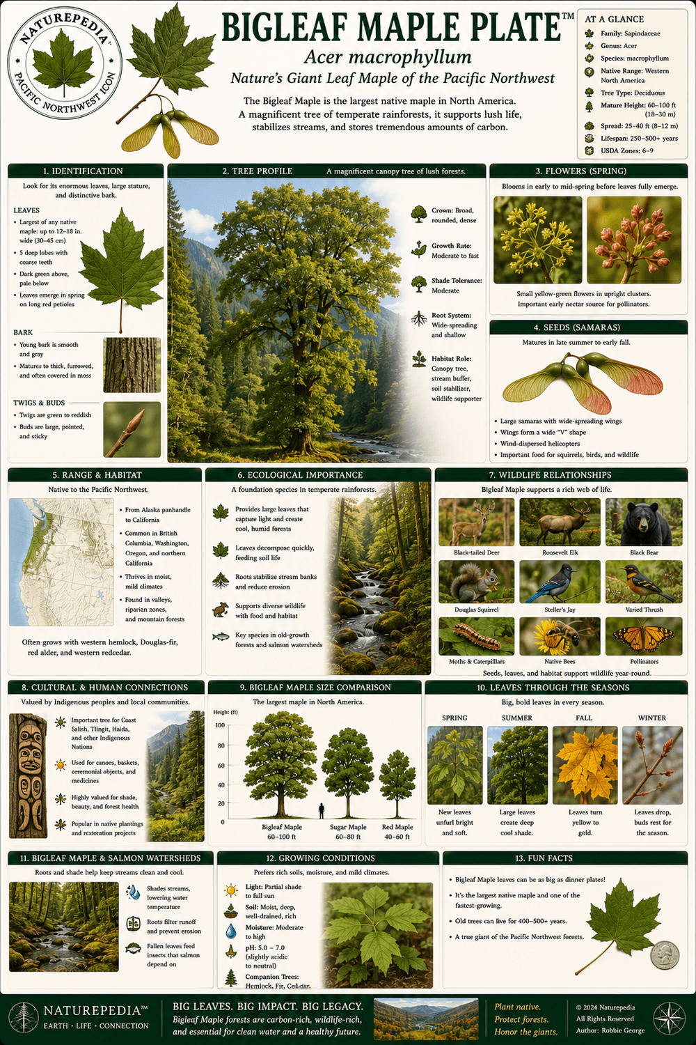 Bigleaf Maple Plate showing Acer macrophyllum, giant maple leaves, Pacific Northwest forests, moss-covered branches, epiphytes, riparian valleys, and wildlife habitat by Robbie George