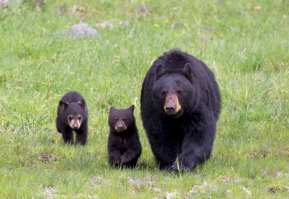 Black bear mother walking with cubs through grassy habitat photographed by Robbie George