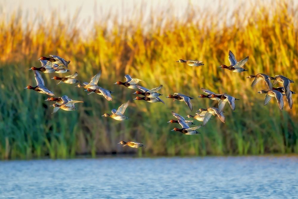 Redhead ducks flying over a coastal wetland near Aransas National Wildlife Refuge at sunrise, showing reeds, water, and active wetland biodiversity