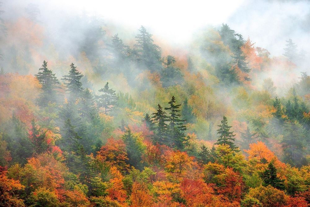 Misty hemlock forest canopy mixed with autumn hardwoods showing cool forest ecology and biodiversity systems by Robbie George