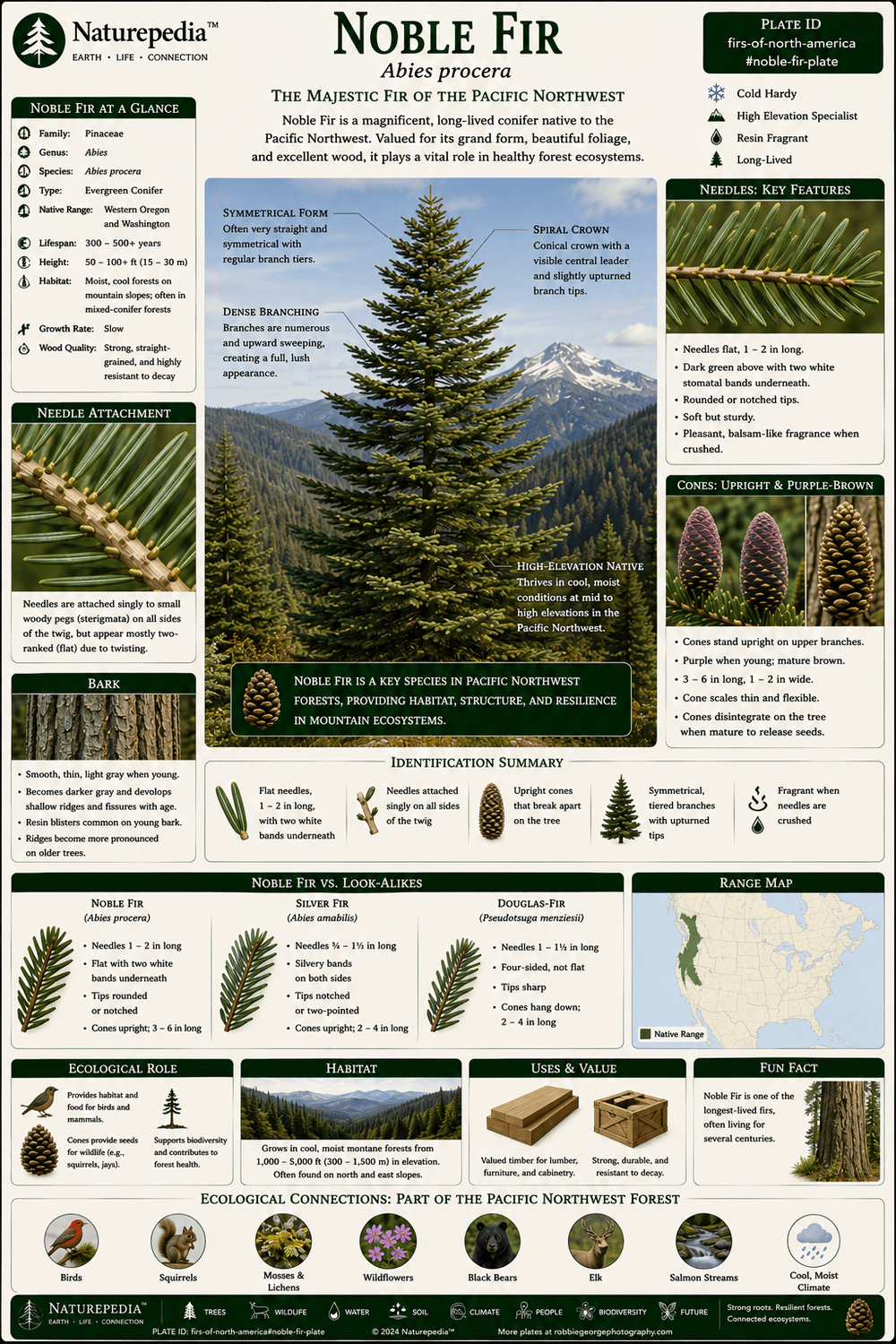Noble Fir Plate showing Abies procera, Pacific Northwest mountains, old growth forests, deep snowpack, and mountain ecology by Robbie George