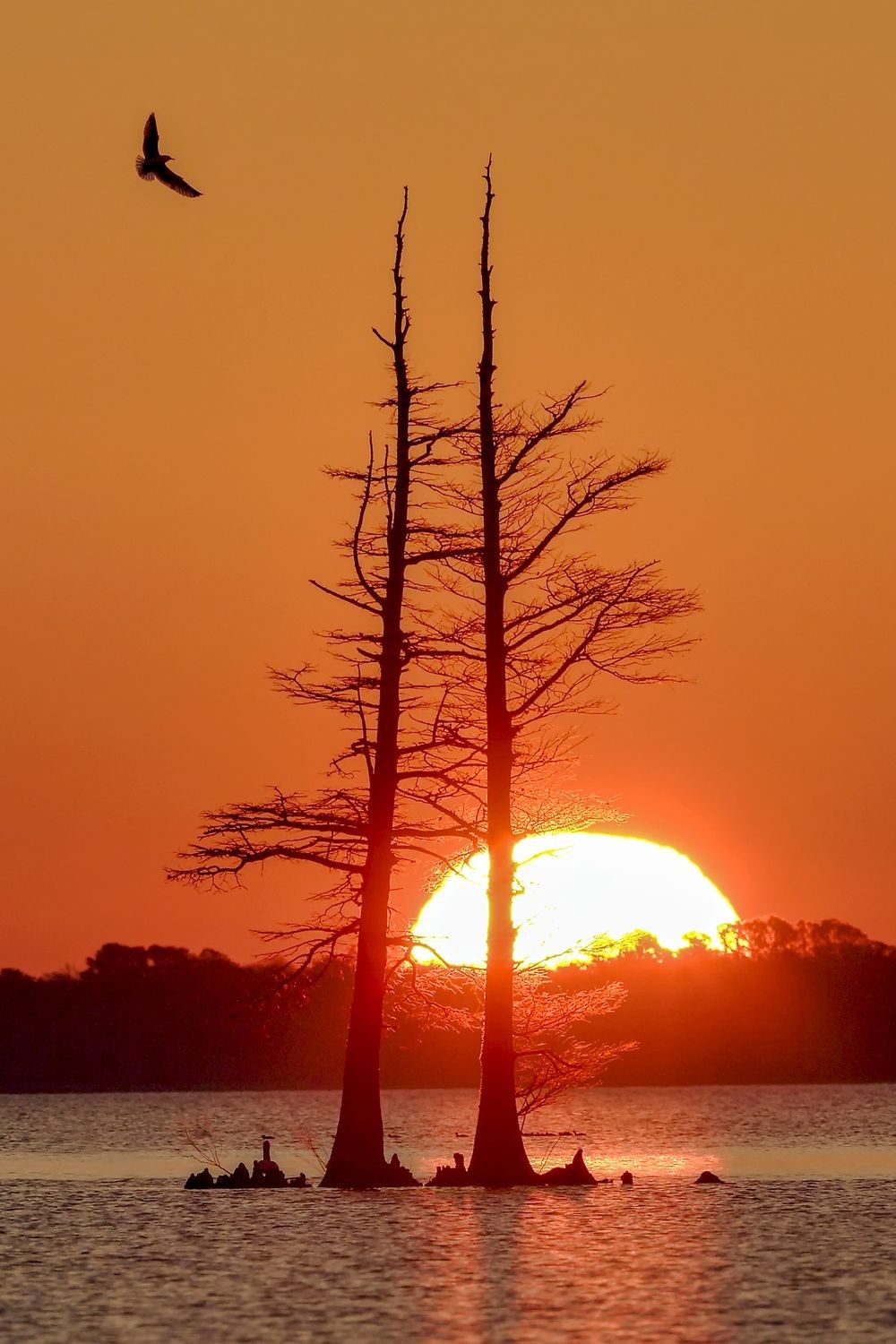 Sunrise over Lake Mattamuskeet with cypress trees and a single bird in flight, showing calm water and wide open lake basin in North Carolina