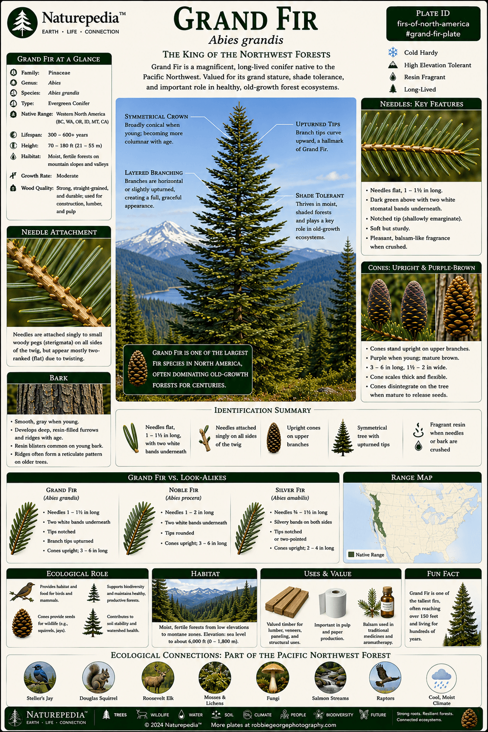 Grand Fir Plate showing Abies grandis, Pacific Northwest forests, moist mountain valleys, mixed conifer ecosystems, wildlife habitat, and forest ecology by Robbie George