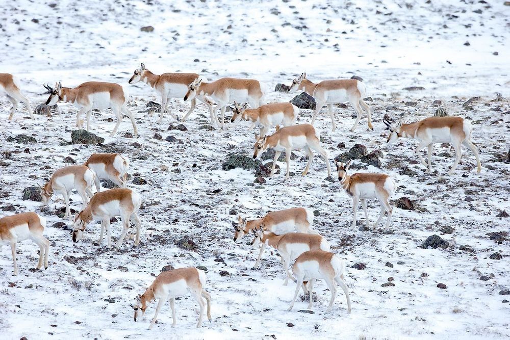 Pronghorn herd moving across snowy open plains landscape showing wide visibility and open terrain behavior photographed by Robbie George