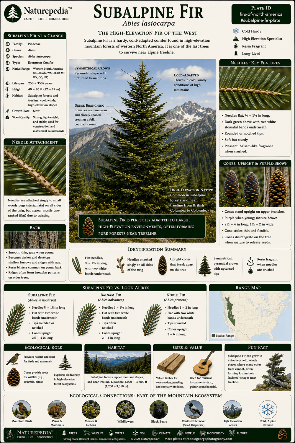 Subalpine Fir Plate showing Abies lasiocarpa, Rocky Mountain forests, alpine transition zones, deep snowpack, wildlife habitat, and high elevation ecology by Robbie George