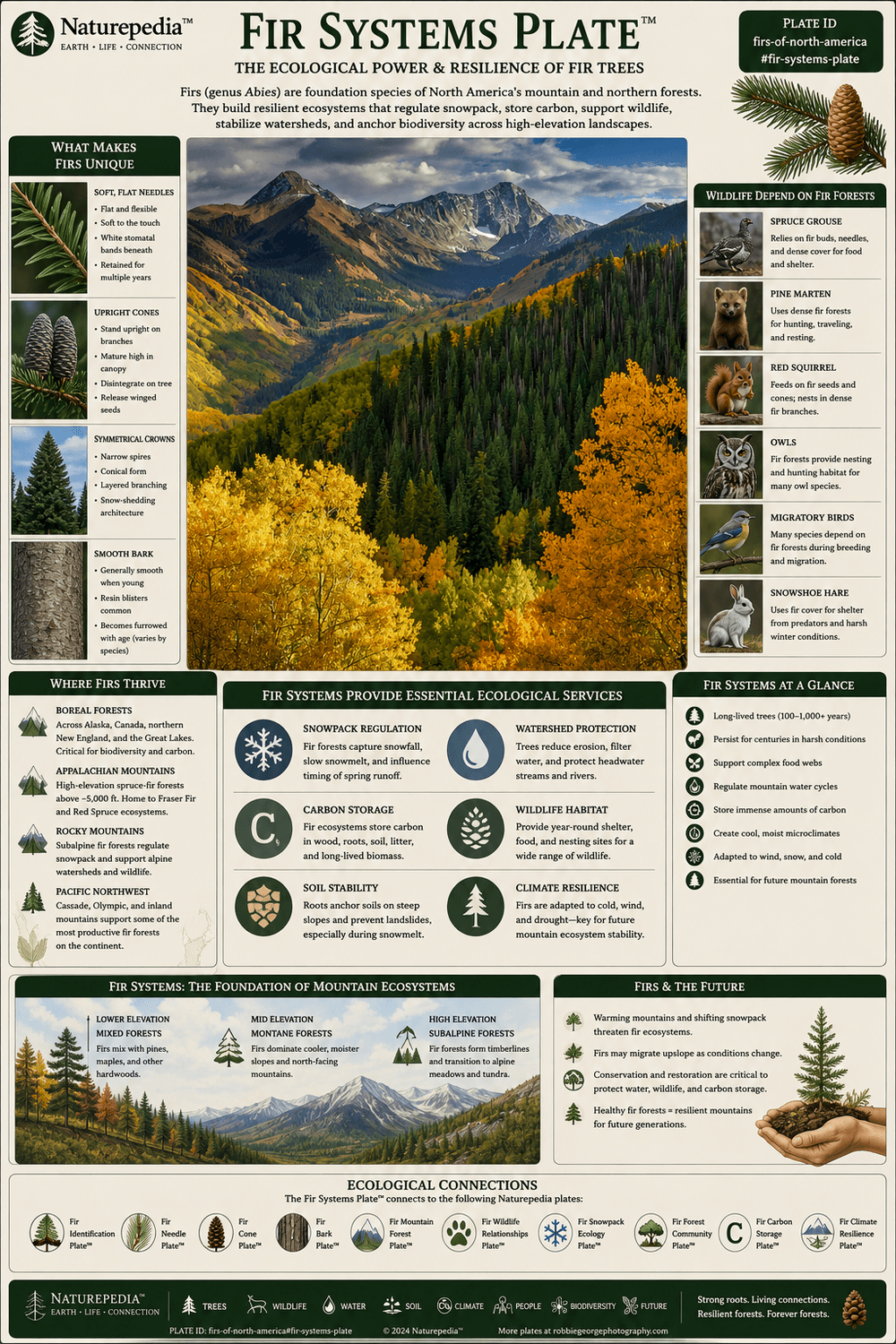 Fir Systems Plate showing fir identification, soft needles, upright cones, bark, mountain forests, snowpack ecology, wildlife habitat, carbon storage, climate resilience, and North American fir ecology by Robbie George