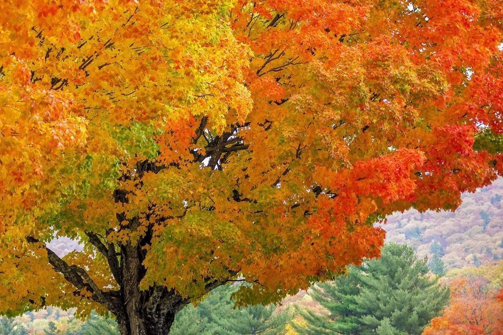 Autumn Oak Tree Canopy in Peak Fall Color photographed by Robbie George