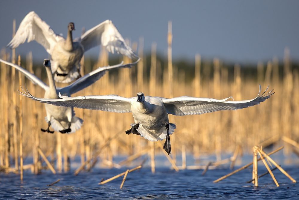 Tundra swans landing in shallow water and reeds at Lake Mattamuskeet, showing wetland behavior and lake-edge habitat use in North Carolina