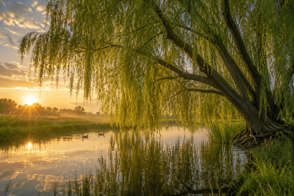 Willow tree growing along a riparian wetland at sunrise in North America by Robbie George