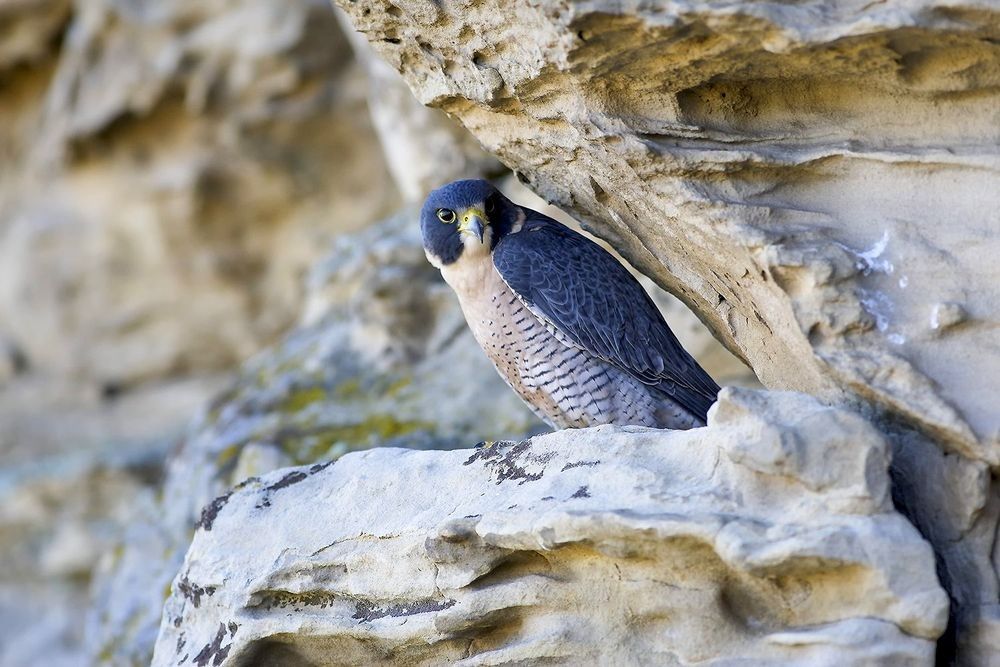 Peregrine Falcon perched among pale coastal rock ledges, showing cliff habitat, alert posture, and field observation detail — photographed by Robbie George