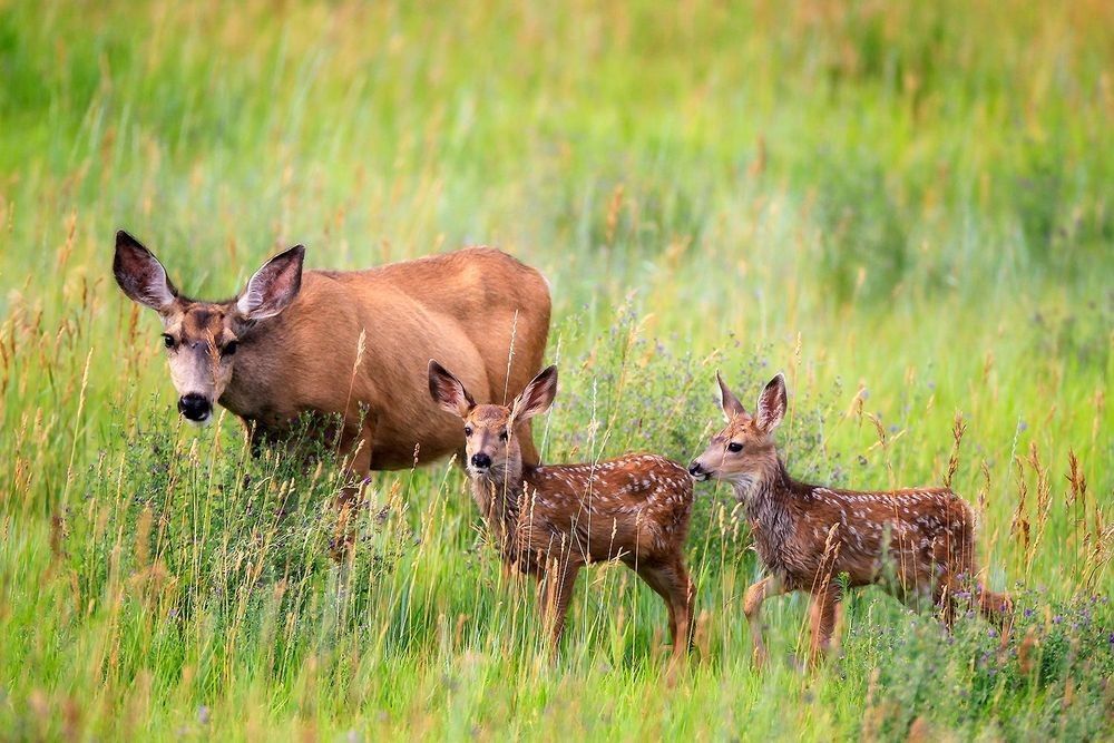 Mule deer doe and fawns standing within a native grassland plant community illustrating wildlife habitat, vegetation structure, cover, food resources, and biodiversity