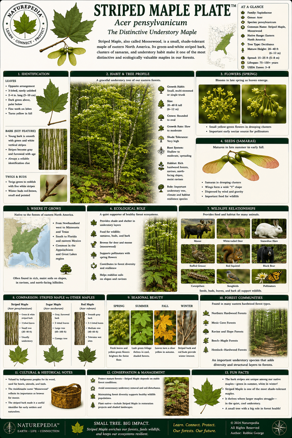 Striped Maple Plate showing Acer pensylvanicum, green-striped bark, understory forests, moosewood ecology, shaded northern woods, wildlife browse, and maple leaf identification by Robbie George