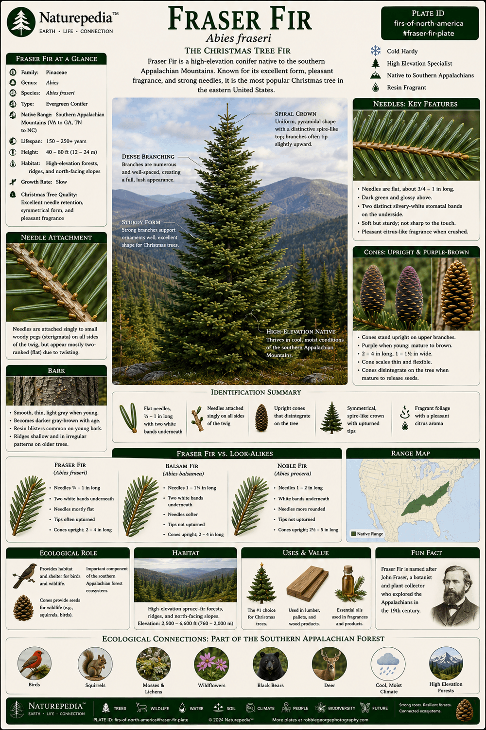 Fraser Fir Plate showing Abies fraseri, Appalachian mountaintops, spruce-fir forests, cloud forests, wildlife habitat, and mountain ecology by Robbie George
