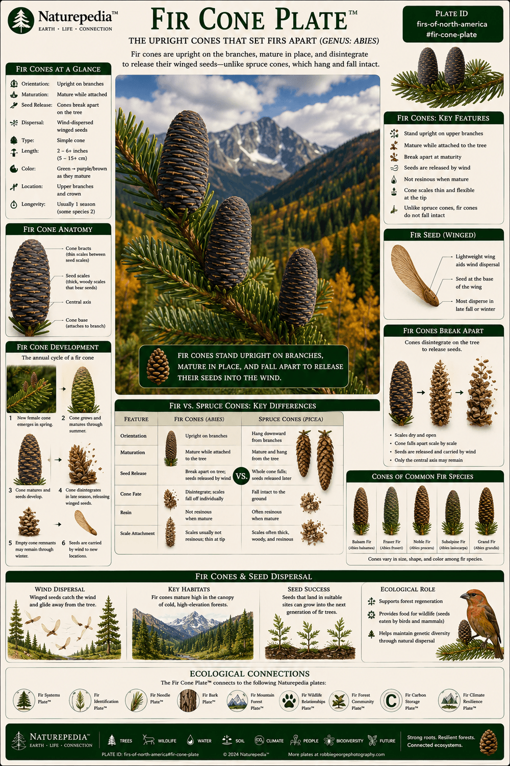 Fir Cone Plate showing upright cones, seed release, cone disintegration, mountain adaptation, reproductive structure, and fir identification by Robbie George