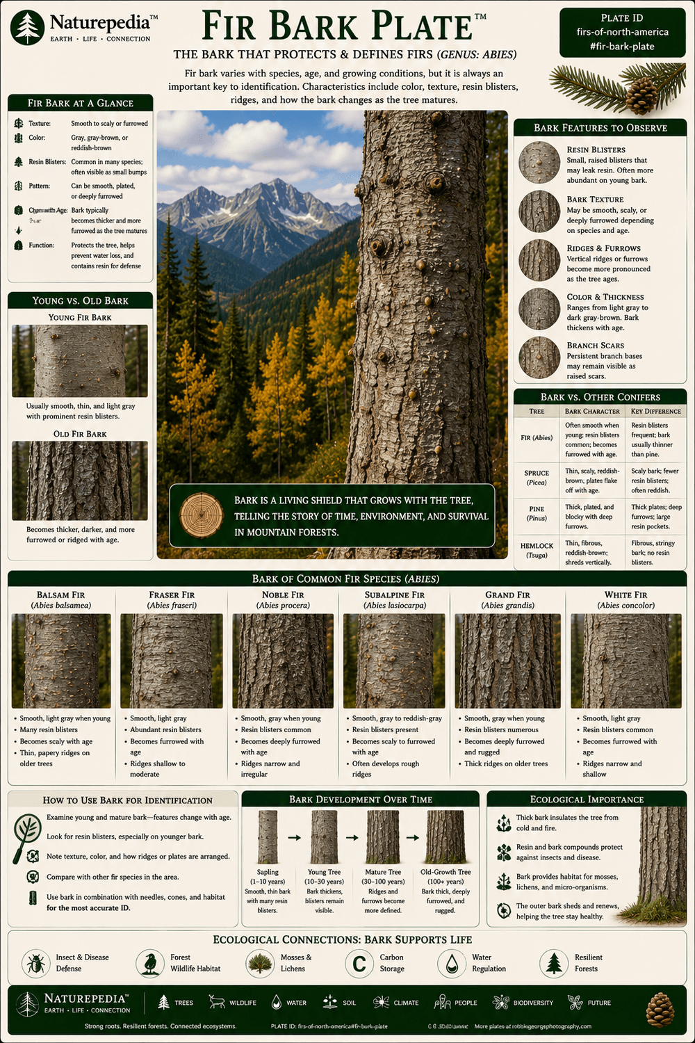 Fir Bark Plate showing resin blisters, bark texture, aging bark, species variation, protective adaptations, and fir bark identification by Robbie George