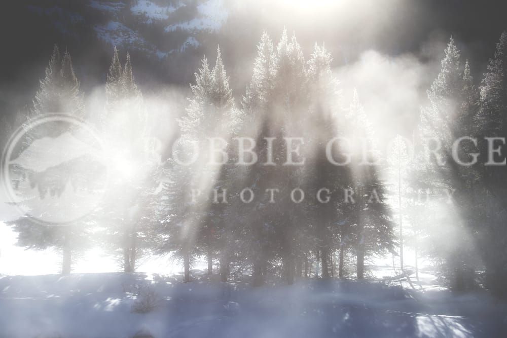 Serene Winter Trees Photograph by Robbie George - A Tranquil Winter Landscape