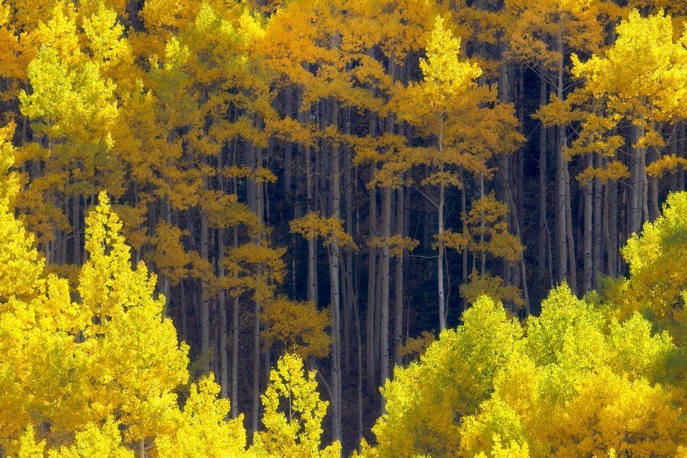 Golden aspen forest illustrating interconnected trees, underground fungal networks, forest communication, and mycorrhizal ecology.