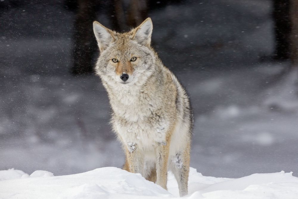 Coyote standing in snow, representing the canine track maker whose footprints reveal movement, habitat use, and field evidence in winter conditions — photographed by Robbie George