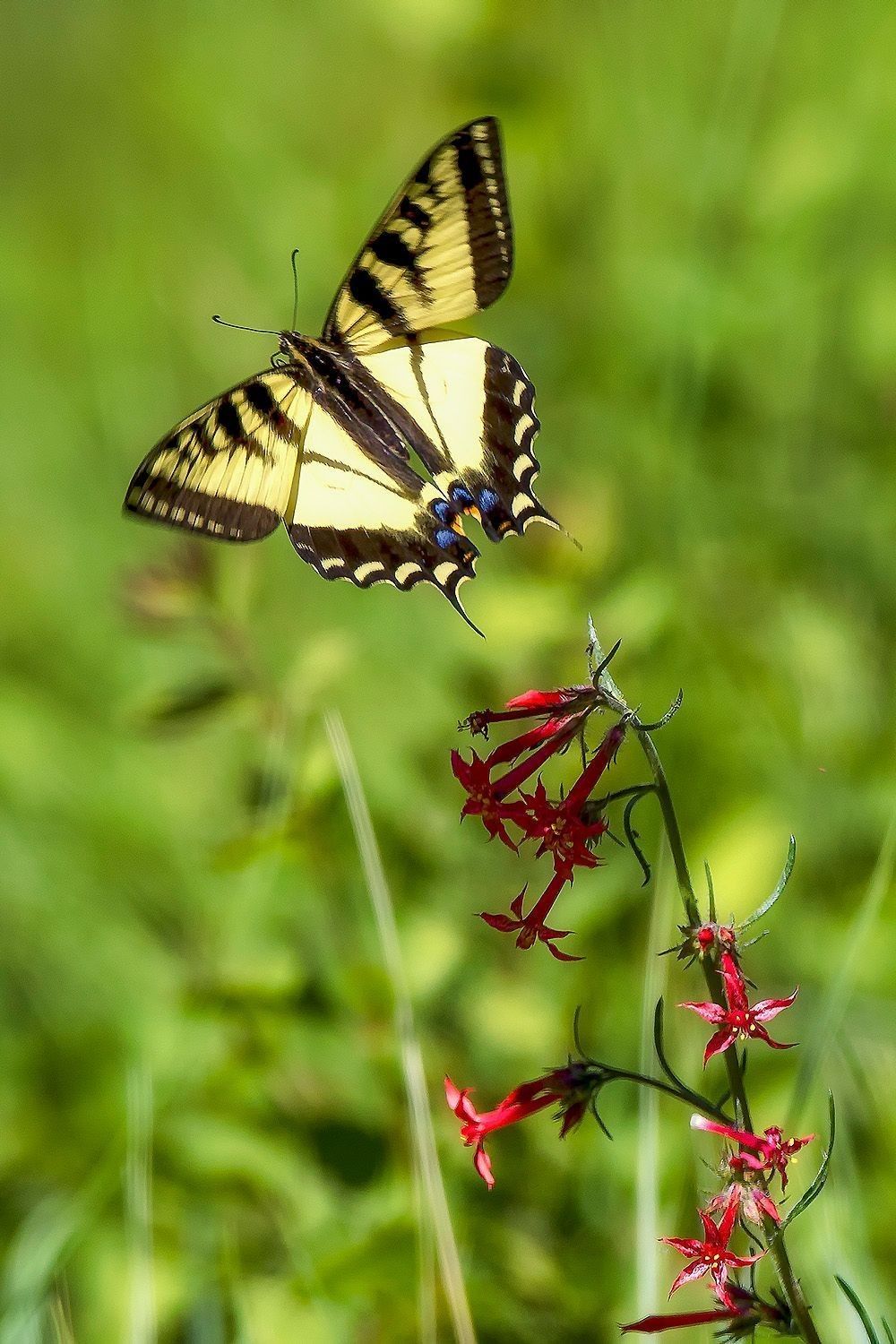 Eastern Tiger Swallowtail butterfly feeding from red wildflowers in a North American meadow photographed by Robbie George