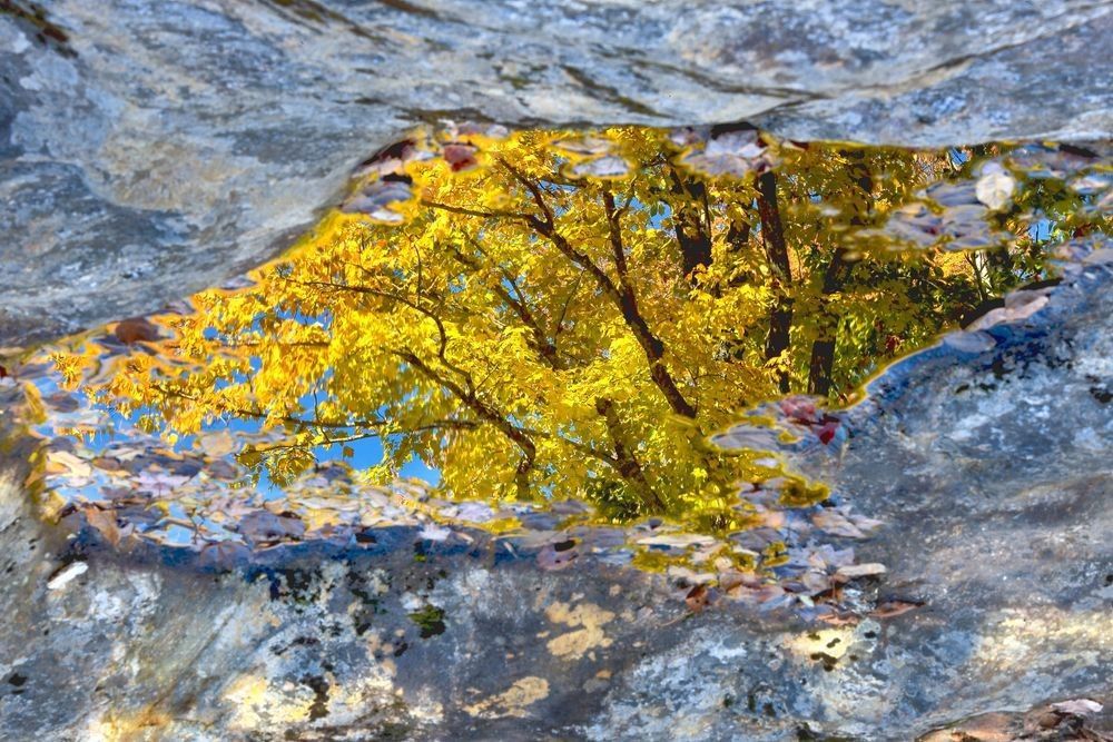 Golden autumn hardwood forest reflected in a rock pool highlighting the seasonal beauty of North American hickory-dominated forests by Robbie George
