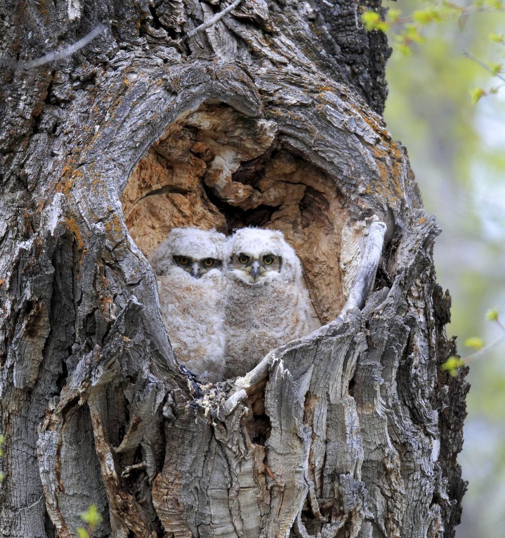 Great Horned Owl chicks nestled inside a hollow tree cavity in forest habitat, photographed by Robbie George