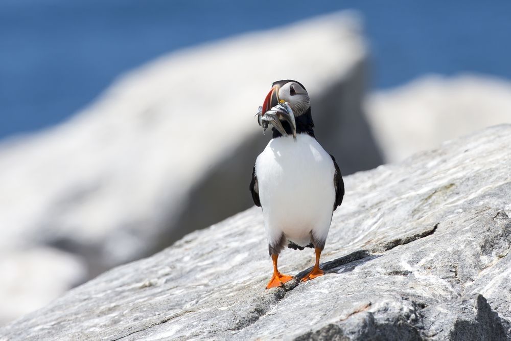 Atlantic Puffin standing on a rocky coastal cliff with small fish held in its bill, photographed by Robbie George