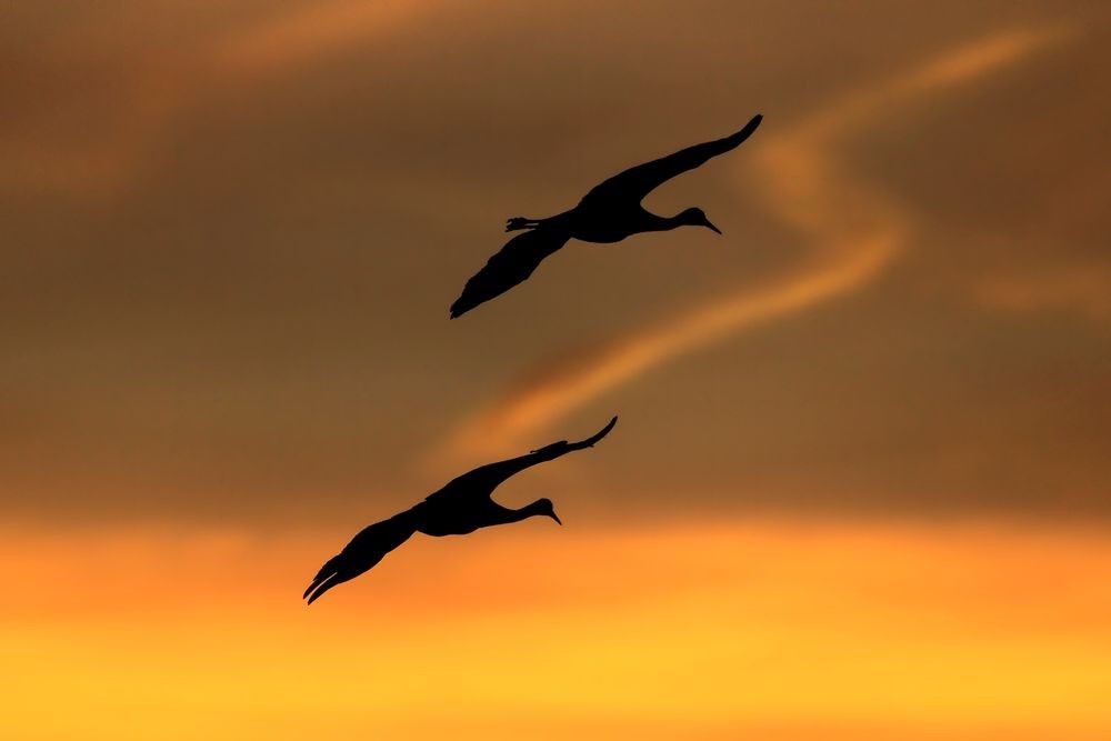 Sandhill cranes flying at sunset over wetlands at Bosque del Apache showing evening return to roost