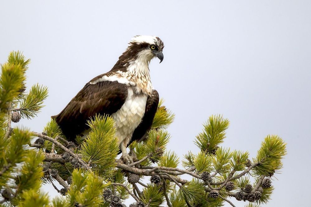 Osprey perched in a pine tree scanning for prey in open sky — wildlife photography by Robbie George