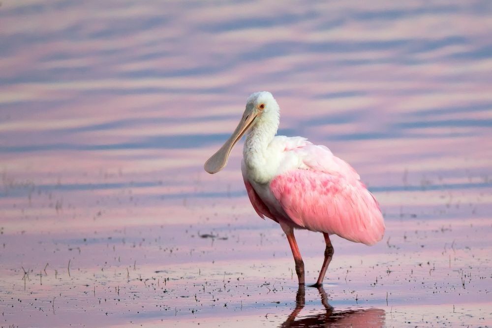 Roseate spoonbill feeding in shallow estuary water showing coastal wetland habitat and nutrient-rich tidal ecosystem
