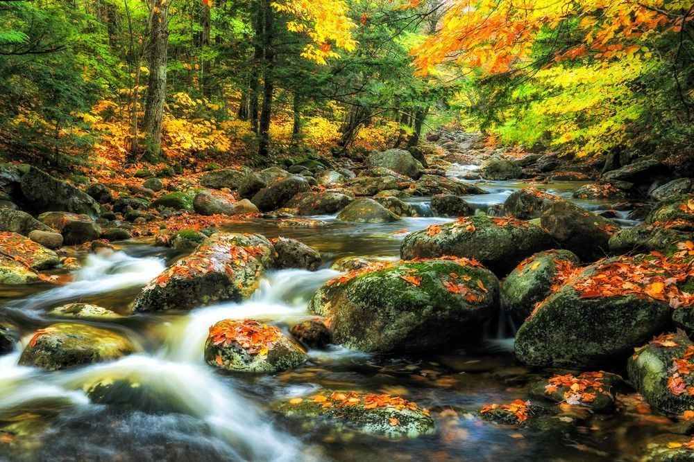 Sugar maple forest in autumn with colorful maple leaves and a mountain stream flowing through a northern hardwood ecosystem in New England by Robbie George