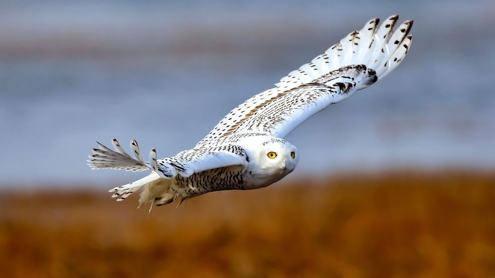 Snowy owl flying low across open tundra landscape showing cold exposure, wide terrain, and wildlife movement in Arctic ecosystem