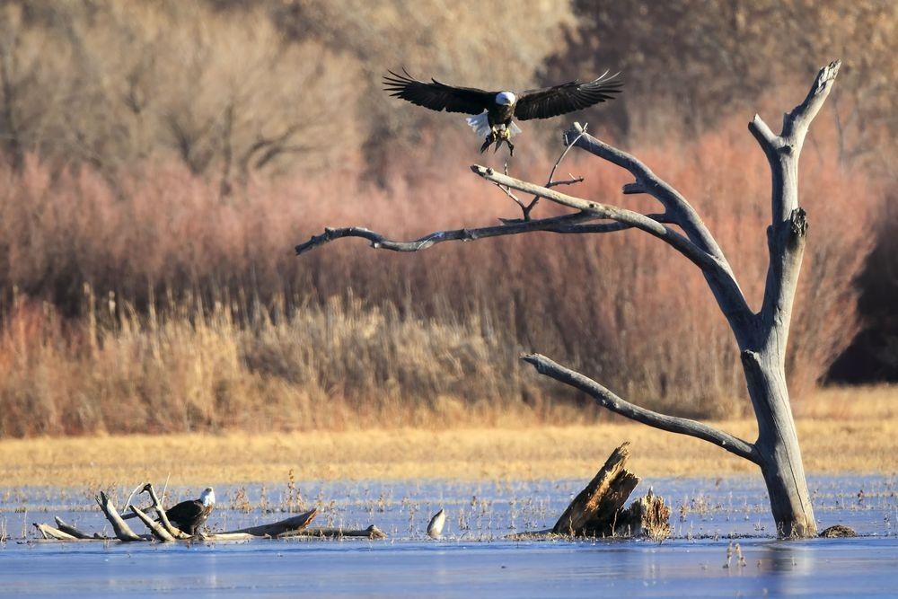 Bald eagle perched on a dead tree above wetland habitat at Bosque del Apache National Wildlife Refuge in New Mexico photographed by Robbie George