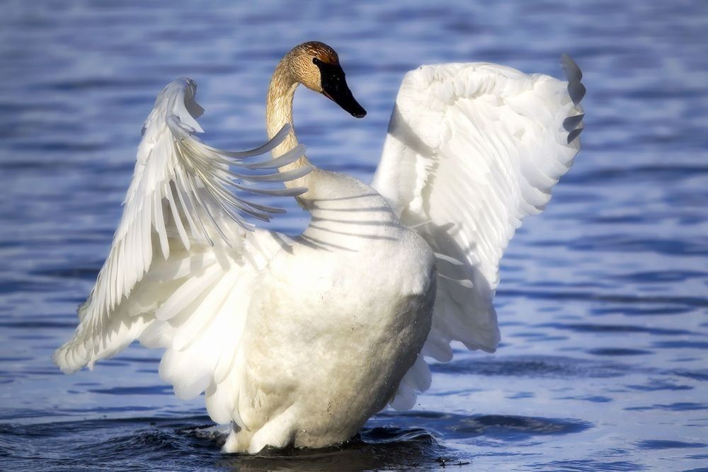 Trumpeter swan raising its wings on blue water, photographed by Robbie George