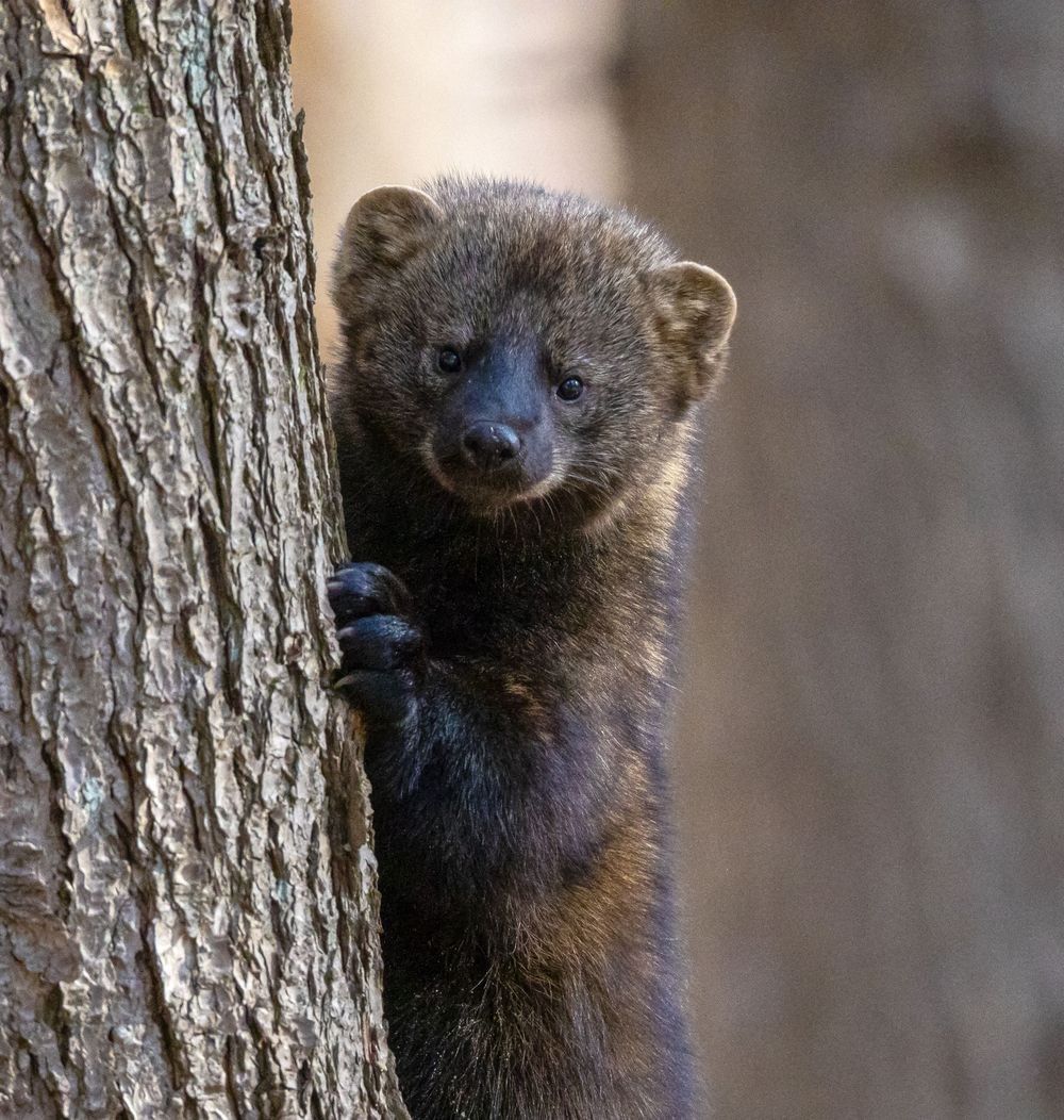 Fisher climbing beside a tree in North American forest habitat photographed by Robbie George