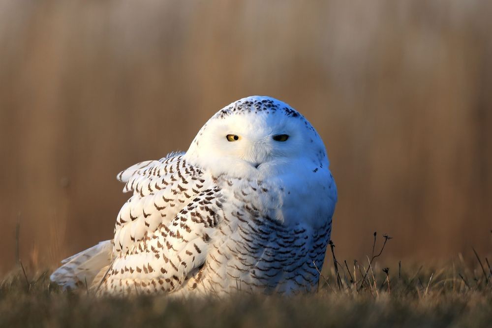 Snowy Owl resting low in open grassland with warm field light, showing ground-level posture, white plumage, and Arctic predator camouflage — photographed by Robbie George