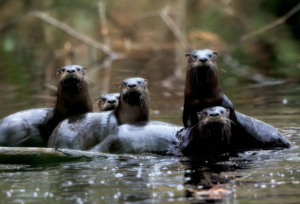 Group of river otters swimming together in calm freshwater wetland habitat photographed by Robbie George