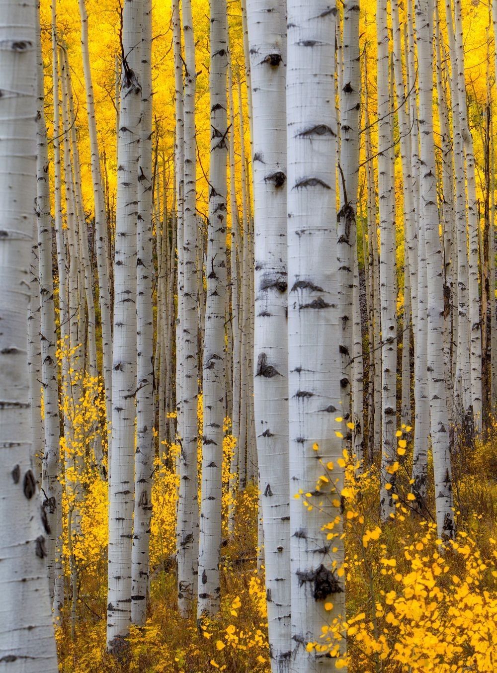 Golden quaking aspen forest with white trunks and autumn foliage in the Rocky Mountains by Robbie George